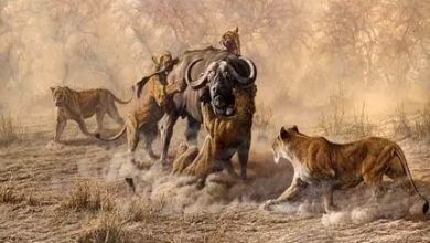 رویارویی نفس‌گیر شیرها و گاومیش‌های وحشی | ویدئو