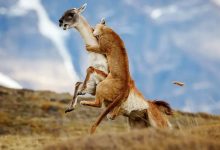 شاهکارهای عکاسی طبیعت در مرحلۀ نهایی جایزه عکاسی سونی | عکس