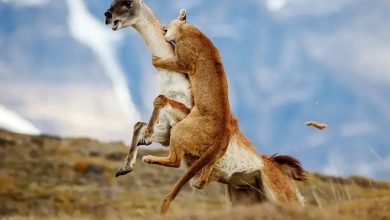 شاهکارهای عکاسی طبیعت در مرحلۀ نهایی جایزه عکاسی سونی | عکس شاهکارهای عکاسی طبیعت در مرحلۀ نهایی جایزه عکاسی سونی | عکس