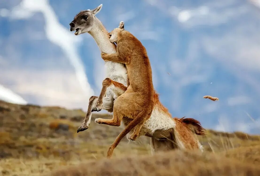 شاهکارهای عکاسی طبیعت در مرحلۀ نهایی جایزه عکاسی سونی | عکس شاهکارهای عکاسی طبیعت در مرحلۀ نهایی جایزه عکاسی سونی | عکس