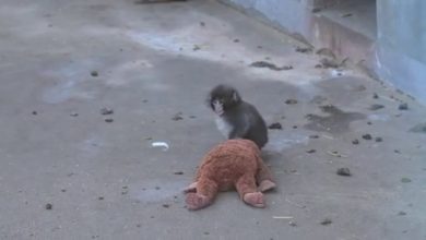 شهرت جهانی بچه میمون و مادر عروسکی اش! | ویدئو