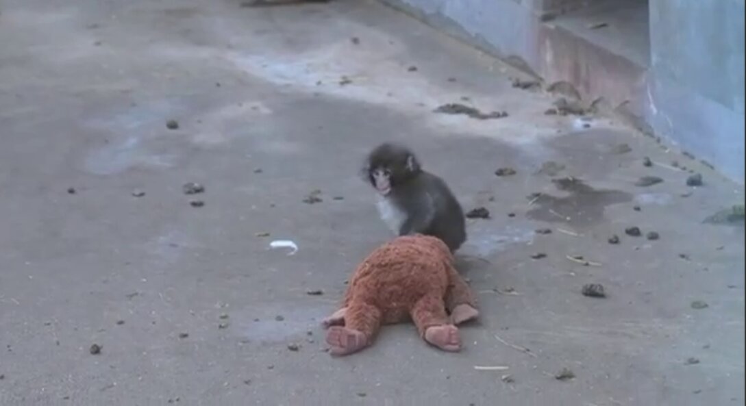 شهرت جهانی بچه میمون و مادر عروسکی اش! | ویدئو