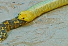 فرار مار خوش‌شانس از دهان کبرا به لطف نیروی جاذبه | ویدئو