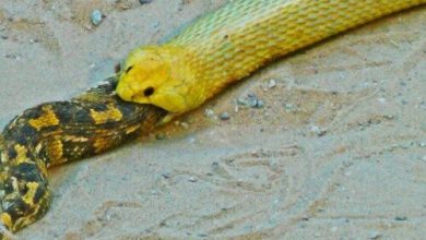 فرار مار خوش‌شانس از دهان کبرا به لطف نیروی جاذبه | ویدئو