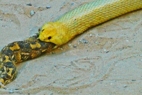 فرار مار خوش‌شانس از دهان کبرا به لطف نیروی جاذبه | ویدئو