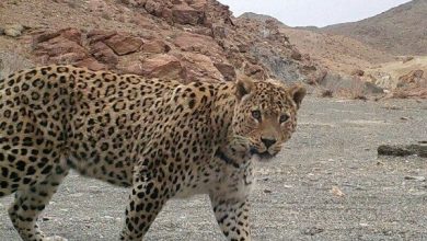 لحظات ناب شکار عقاب توسط پلنگ روی درخت + ویدئو