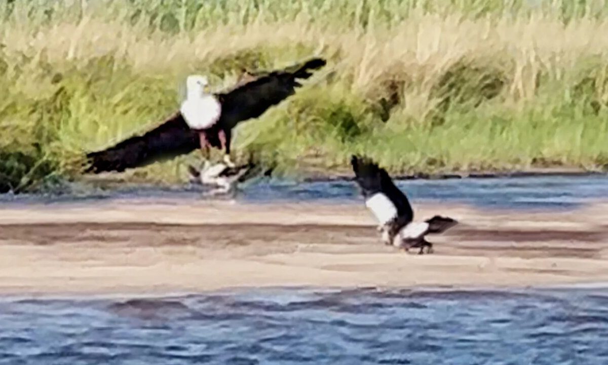 لحظه نجات جوجه غاز از چنگال عقاب! | ویدئو