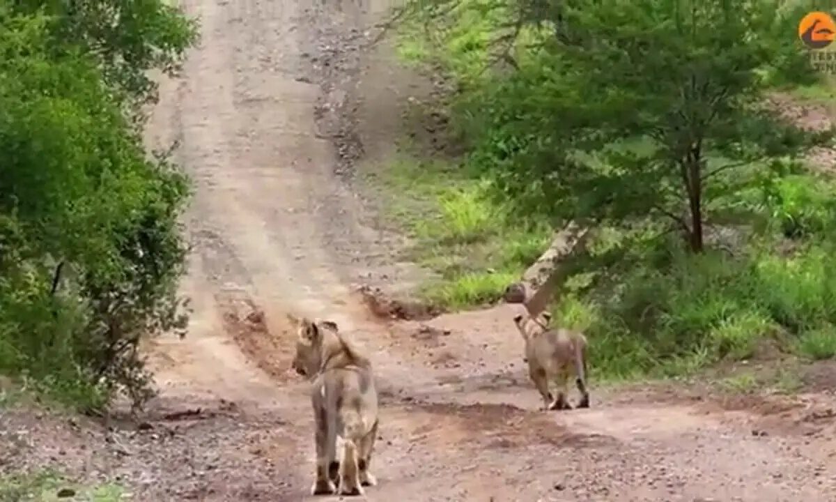 ماجرای بچه گراز و بهترین جاخالیِ دنیا | ویدئو
