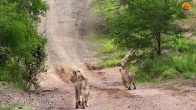 ماجرای بچه گراز و بهترین جاخالیِ دنیا | ویدئو