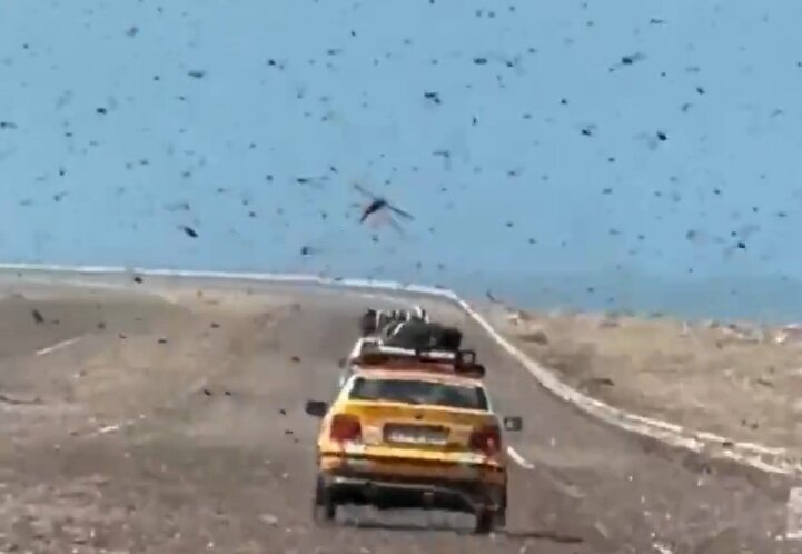 پدیده‌ای غیر عادی؛ حمله وحشتناک ملخ‌ها به خودروها + ویدئو