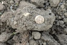 کشف سکه‌های طلای ۲ هزار ساله در یک مزرعه | عکس