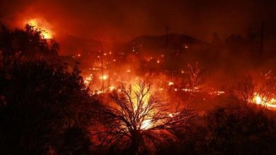 ۵۰ هزار هکتار خاکستر شد + ویدئو | تصاویری از حریق گسترده در آرژانتین