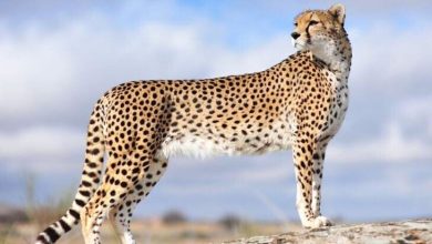 ثبت تصاویر پلنگ ایرانی در الموت ثبت تصاویر پلنگ ایرانی در الموت