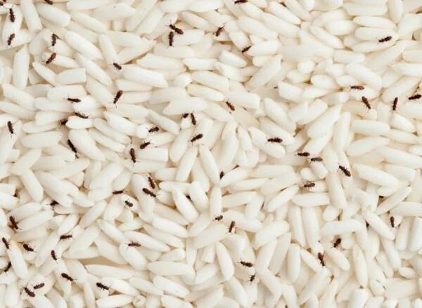 برنج را چطور تا یک سال بدون کرم و جوجو نگه داریم؟ ؛ ۷ راز ساده اما حرفهای برنج را چطور تا یک سال بدون کرم و جوجو نگه داریم؟ ؛ ۷ راز ساده اما حرفهای