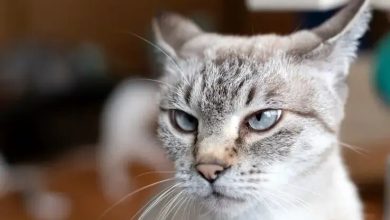 عکس‌های بامزۀ عکاس ژاپنی از گربه‌ها
