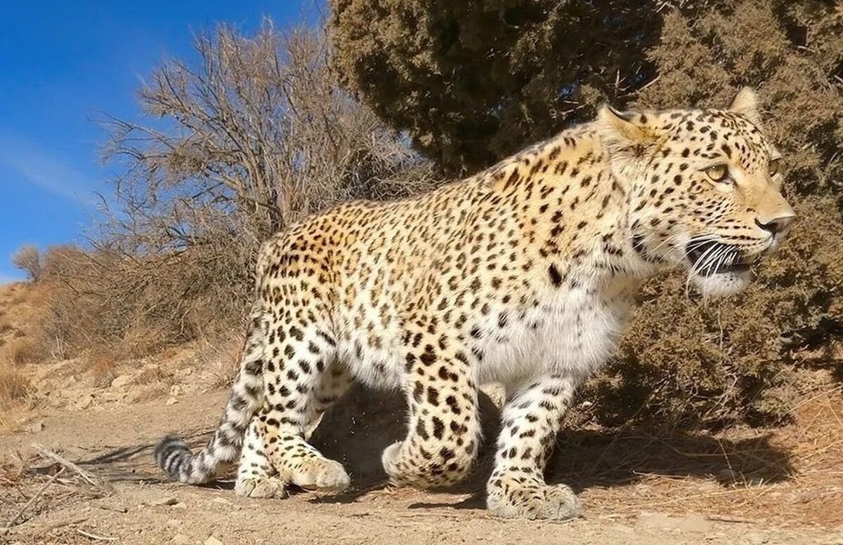 ببینید؛ محاصره مرگبار پلنگ توسط شیرهای خشمگین + ویدئو