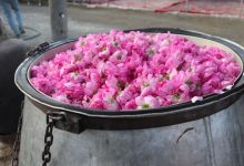 گلاب اصل رو با این ۳ نشانه ساده تشخیص بده | گلاب دو آتیشه چیست؟