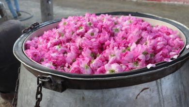 گلاب اصل رو با این ۳ نشانه ساده تشخیص بده | گلاب دو آتیشه چیست؟ گلاب اصل رو با این ۳ نشانه ساده تشخیص بده | گلاب دو آتیشه چیست؟