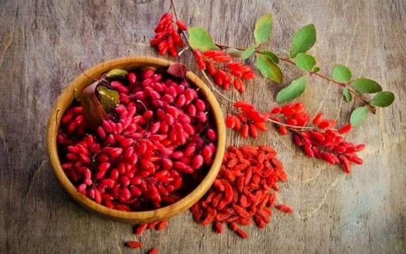 دانه کوچک و ترش اما «ابرغذا»؛ زرشک چه فوایدی برای بدن دارد؟ دانه کوچک و ترش اما «ابرغذا»؛ زرشک چه فوایدی برای بدن دارد؟