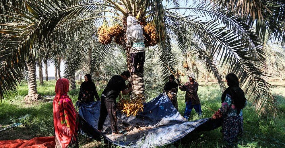 جشن یک میلیون نخل در کارون | جشنواره خرما از فردا آغاز می شود جشن یک میلیون نخل در کارون | جشنواره خرما از فردا آغاز می شود