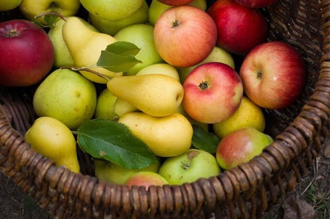 یبوست دارید؟؛ این ۳ میوه پاییزی را به رژیم غذاییتان اضافه کنید یبوست دارید؟؛ این ۳ میوه پاییزی را به رژیم غذاییتان اضافه کنید
