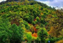 شلوغ‌کاری مجازی برای میراث زنده جهانی | سه مسئول ارشد به حاشیه‌سازی‌ها پاسخ دادند | پارک ملی گلستان تکه‌تکه می‌شود؟