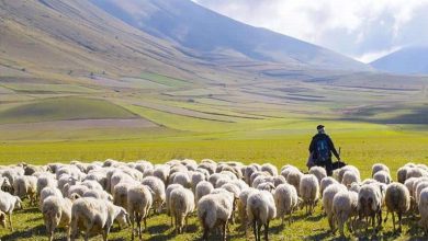 معمای قتل چوپان در طویله + ویدئو